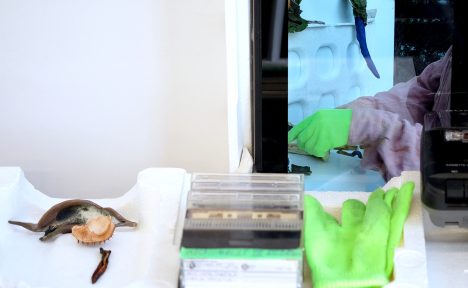 Une personne aux mains gantées de vert fluo examine des végétaux dans un laboratoire.